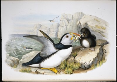 海雀(Fratercula Arctica)(手绘平版) 作者 约翰（继）古尔德
