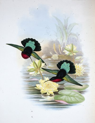 紫胸加勒比（Eulampis Jugularis）（手绘石版画） 作者 约翰（继）古尔德