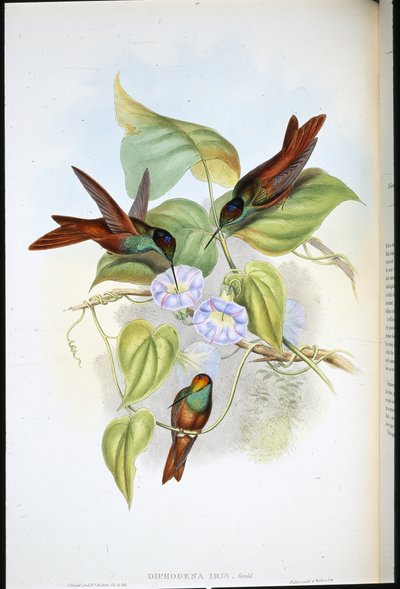 彩虹(Diphogena Iris)(手绘平版) 作者 约翰（继）古尔德