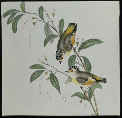 Red-lored Pardalote (pardalotus rubricatus)（手绘石版画） 作者 约翰（继）古尔德