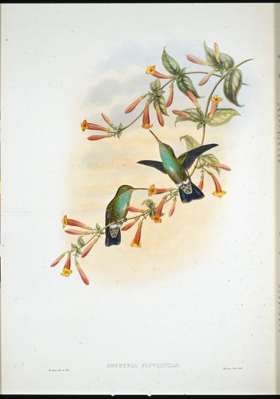 河流绿宝石（Agyrtria Fluviatilis）（手绘版）。 作者 约翰（继）古尔德