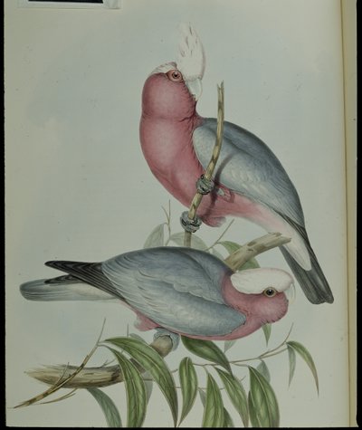玫瑰胸鹦鹉(Cacatua Eos)(手绘平版) 作者 约翰（继）古尔德