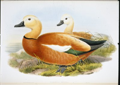 Ruddy Shelldrake (Casaraca Rutila)（手绘石版画） 作者 约翰（继）古尔德