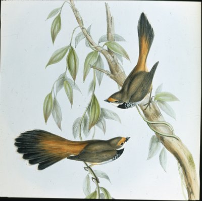 凤尾鱼（Rhipidura Rufifrons）（手绘版）。 作者 约翰（继）古尔德