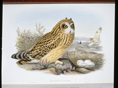 短耳乌鸦（Brachyotus Palustris）（手绘平版）。 作者 约翰（继）古尔德
