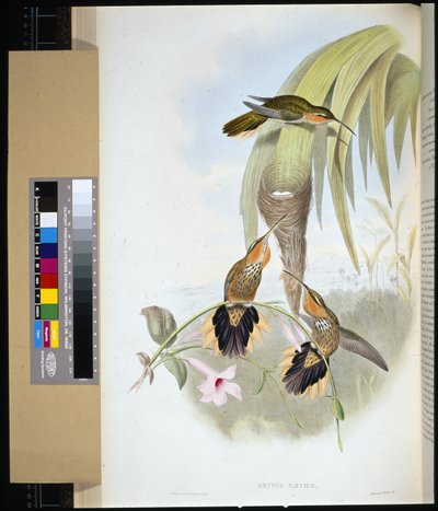 锯嘴鸟(grypus naevius)(手绘平版) 作者 约翰（继）古尔德