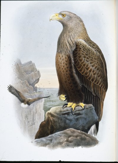 海鹰（Haliaetus Albicilla）（手绘平版）。 作者 约翰（继）古尔德