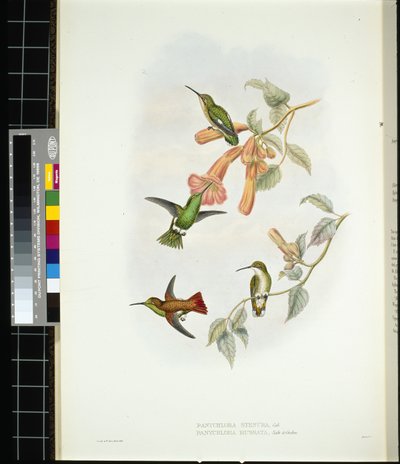 Shining Sun-beam (aglaeactis cupreipennis)（手绘石版画） 作者 约翰（继）古尔德