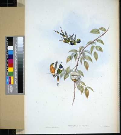 闪亮的尾巴(tryphaena dupontii)(手绘平版) 作者 约翰（继）古尔德