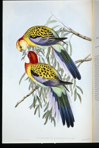 灿烂的鹦鹉(palatycercus Splendidus)(手绘版) 作者 约翰（继）古尔德