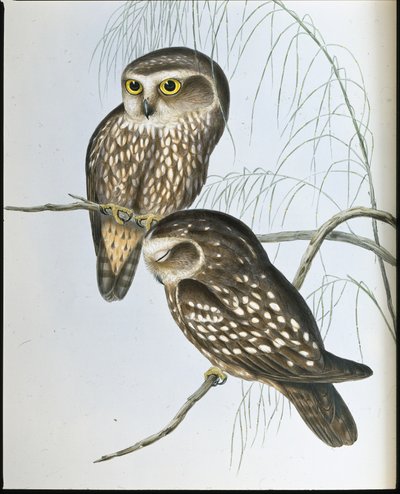 斑点猫头鹰(Athene Maculata)(手绘平版印刷) 作者 约翰（继）古尔德