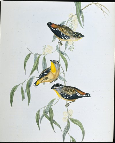 斑点狗（Pardalotus Punctatus）（手绘版）。 作者 约翰（继）古尔德