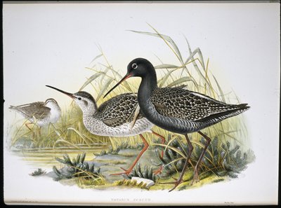 斑点红鱼（Totanus Fuscus）（手绘石版画 作者 约翰（继）古尔德