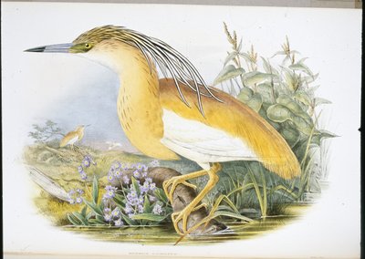 白鹭（Buphus Comatus）（手绘平版）。 作者 约翰（继）古尔德