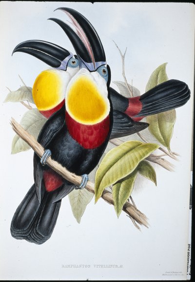 硫磺和白胸巨嘴鸟（Ramphastos Vitellinus）（手绘平版）。 作者 约翰（继）古尔德