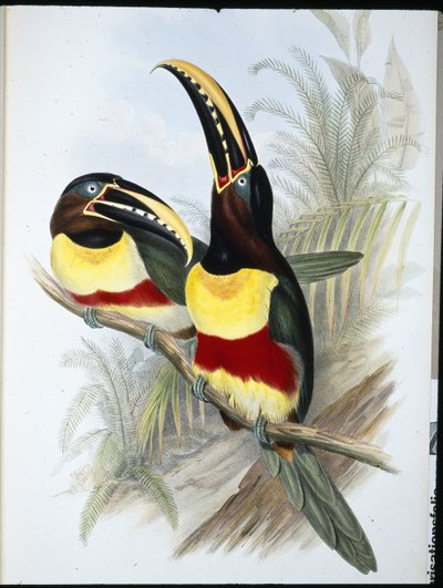 硫磺白胸巨嘴鸟 (Ramphastos Vitellinus)（手绘石版画） 作者 约翰（继）古尔德