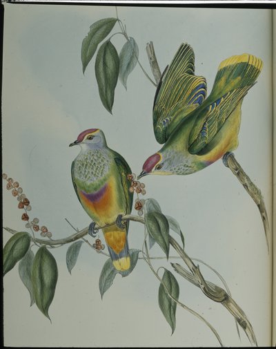 斯温森果鸽(Ptilinopus Swainsonii)(手绘平版) 作者 约翰（继）古尔德