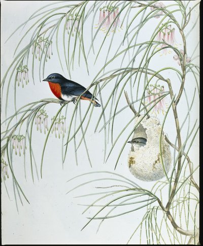 燕子 Dicaeum (Dicaeum Hirundinaceum)（手绘石版画） 作者 约翰（继）古尔德