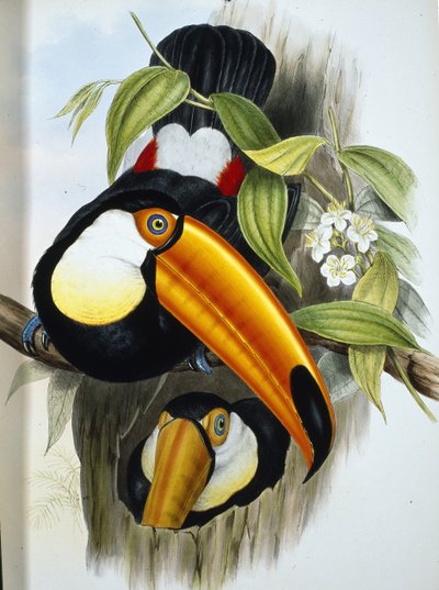 托克图兰（Ramphastos Toco）（手绘平版）。 作者 约翰（继）古尔德