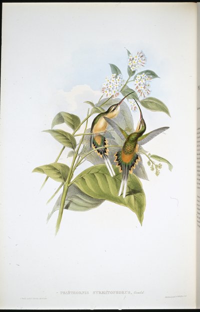 带火车的隐士（Phaethornis Syrmatophorus）（手绘平版）。 作者 约翰（继）古尔德