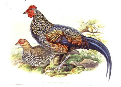 艺术家和威廉-哈特（1823-1894）雕刻的两只亚洲雉鸡（Gallus Sonneratii）（平板）。 作者 约翰（继）古尔德