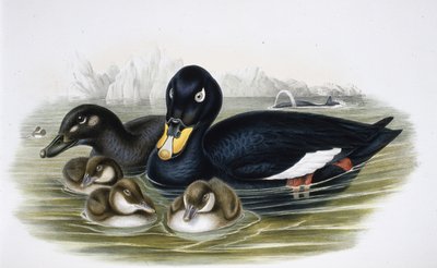 Velvet Scoter (oidemla fusca)（手绘石版画） 作者 约翰（继）古尔德