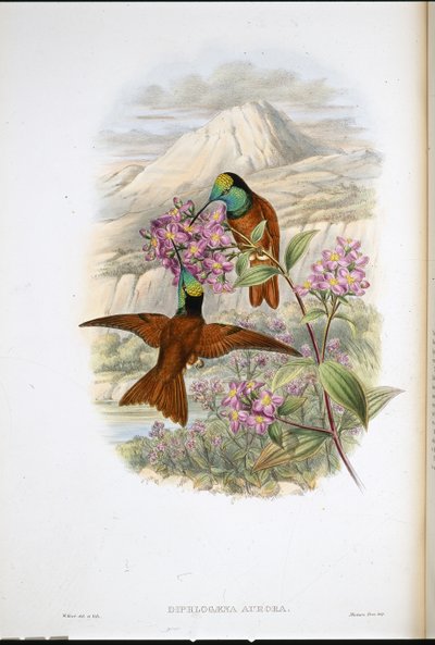华舍维奇的彩虹蜂鸟（Diphlogaena Aurora）（手绘石版画 作者 约翰（继）古尔德