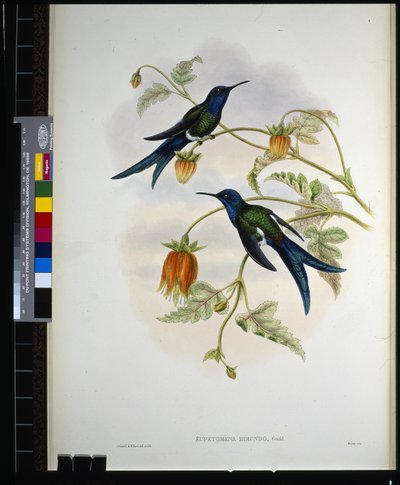西部燕尾(eupetomena hirundo)(手绘平版) 作者 约翰（继）古尔德