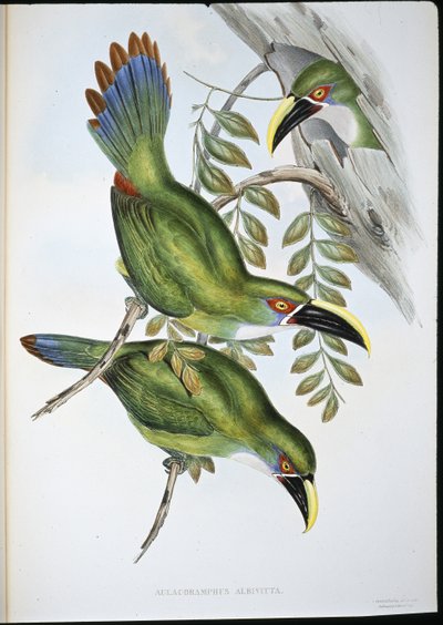 白带斑鸠（Aulacoramphus Albivitta）（手绘版）。 作者 约翰（继）古尔德