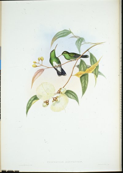 白腹祖母绿 (Thaumatias Albiventris)（手绘石版画） 作者 约翰（继）古尔德