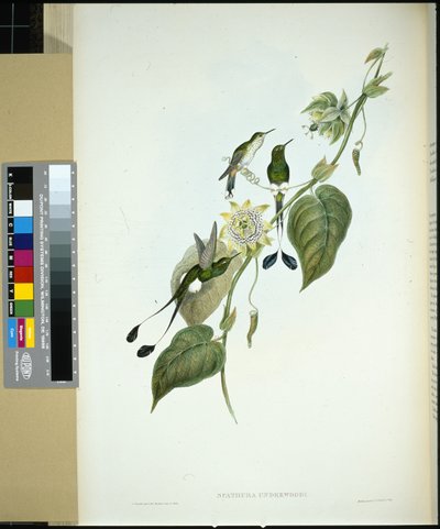 白靴尾巴(spathura Underwoodi)(手绘石印) 作者 约翰（继）古尔德