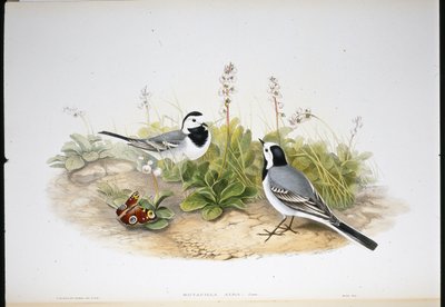White Wagtail (Motacilla Alba)（手绘石版画） 作者 约翰（继）古尔德