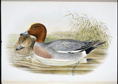Widgeon (Mareca Penelope) (手绘平版) 作者 约翰（继）古尔德