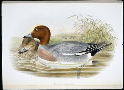 Widgeon (Mareca Penelope)（手绘石版画） 作者 约翰（继）古尔德