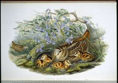 啄木鸟（手绘平版）（Woodcock (Scolopax Rusticola)）。 作者 约翰（继）古尔德