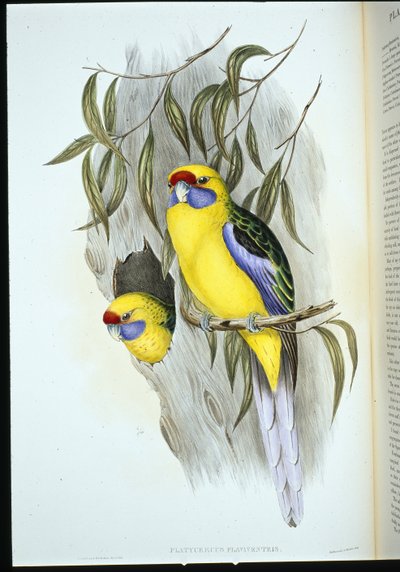 黄腹锦鸡（platycercus flaviventris）（手绘版）。 作者 约翰（继）古尔德