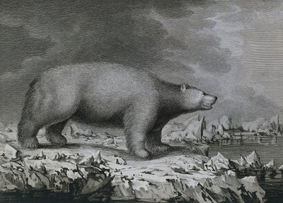 北极熊，由彼得·马泽尔雕刻，由约翰·韦伯（1750-1793 年）在詹姆斯·库克第三次航行期间绘制 作者 约翰（后）韦伯