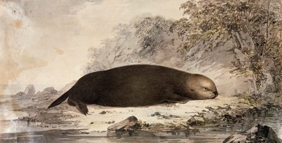 海獭，根据约翰-韦伯（1750-1793）在詹姆斯-库克第三次航行中绘制的图画雕刻而成。 作者 约翰（后）韦伯