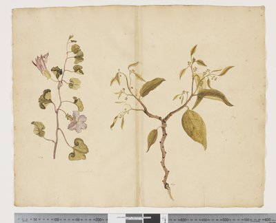 F.13 Ipomea Pes, caprae; Celtis paniculata, c.1790-95 （纸上水彩和墨迹） 作者 John (attr. to) Doody