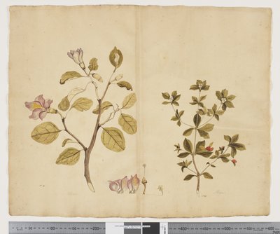 F.15 Lagunaria Patersonia；Alyxia gynopogon，约 1790-95 年（纸上水彩和墨迹） 作者 John (attr. to) Doody