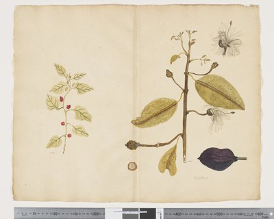 F.18 四角藻； Caparis nobilis“魔鬼的胆量”，c.1790-95（纸本墨水和水彩） 作者 John (attr. to) Doody