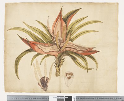 F.1 Freycinetia baueriana，约 1790-95 年（纸上水彩和墨迹） 作者 John (attr. to) Doody