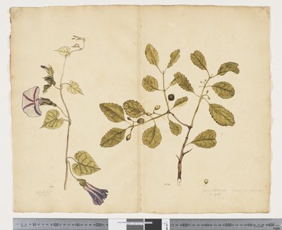 F.24 红薯； Elaeodendron curtipendulum，c.1790-95（纸本水彩和墨水） 作者 John (attr. to) Doody