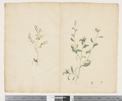 F.25 Euphorbia sparrmannii; Lobelia alata，约 1790-95 年（纸上水彩和墨迹） 作者 John (attr. to) Doody