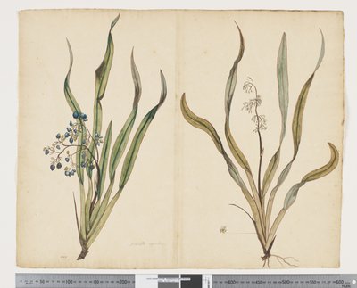 F.29 中间石竹，约 1790-95 年（纸上水彩和墨迹） 作者 John (attr. to) Doody