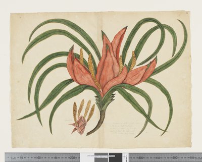 F.36 Freycinetia baueriana，约 1790-95 年（纸上水彩和墨水） 作者 John (attr. to) Doody