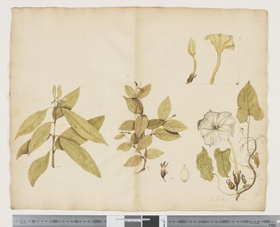F.6 澳洲紫薇； Ipomea，c.1790-95（纸上水彩和墨水） 作者 John (attr. to) Doody
