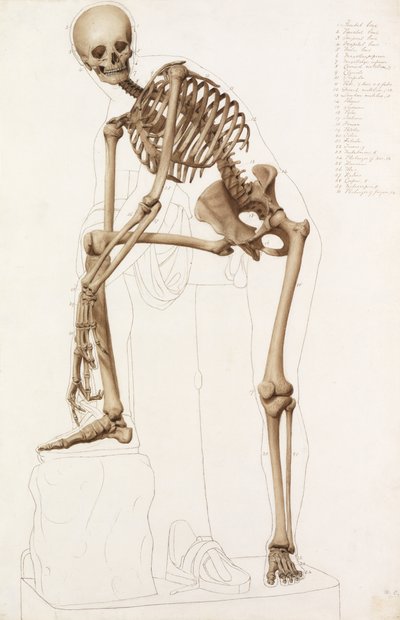 解剖学研究：人体骨骼，在Praxiteles的姿势中”“ Hermes固定他的凉鞋” 作者 约翰·巴特