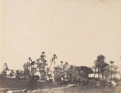 棕榈树研究，尼罗河岸边，卡拉布奇，1853-54年。 作者 约翰·比斯利·格林