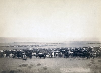 牛仔放牛，南达科他州，约1890年（黑白照片）。 作者 约翰·CH·格拉比尔